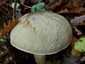 Okkerszínű tinóru (Hemileccinum impolitum), Budai-hegység